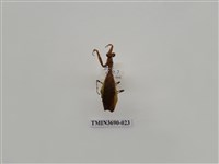 藏品(螳螂)的圖片